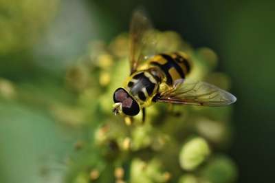 Hoverfly 飞 昆虫 花飞 飞蛾 动物 自然 特写