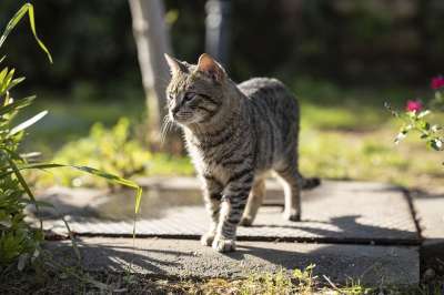 猫 动物 肖像 毛皮 宠物 可爱 青年 自然 爪子 哺乳动物