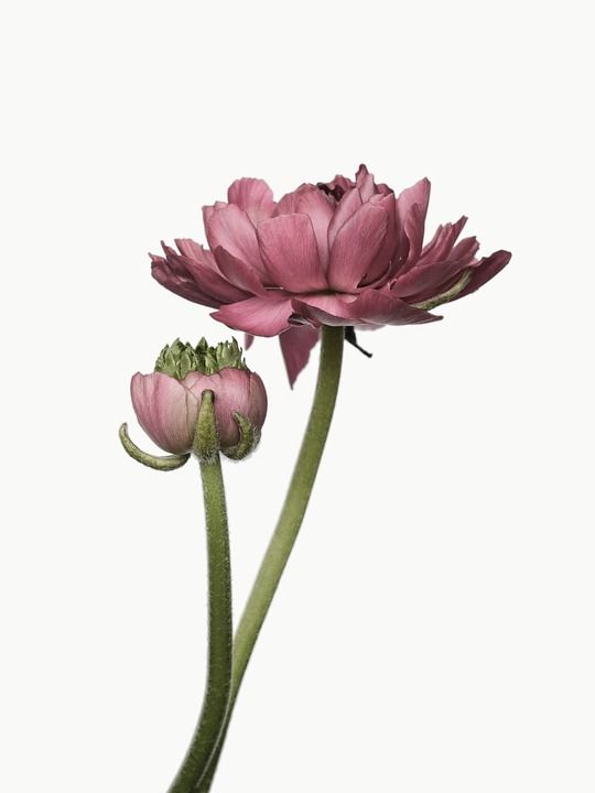 茛 开花 花 春天 粉色的 三文鱼 自然