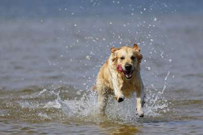 金毛猎犬 跑步 海 浅滩 狗 动物 水 在水中玩耍 犬类 宠物