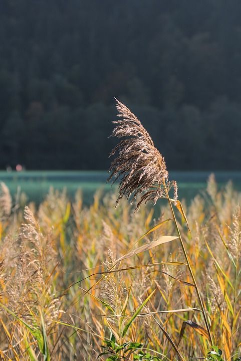 芦苇 湖 景观 颜色 秋天 森林 自然