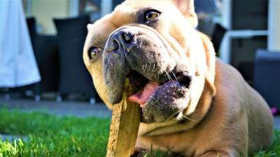 法国斗牛犬 木头 嚼 狗 动物 忠实的朋友 牙科护理服务 眼睛