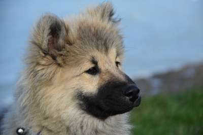 狗 狗肖像 狗Eurasier 狗的奥拉夫的蓝色 黑色的口吻 哺乳动物