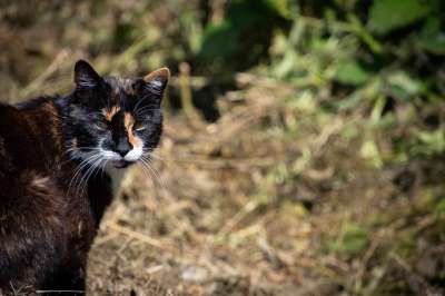 猫 街头猫 流浪猫 宠物 户外 印花布猫 动物 猫科动物 猫背景