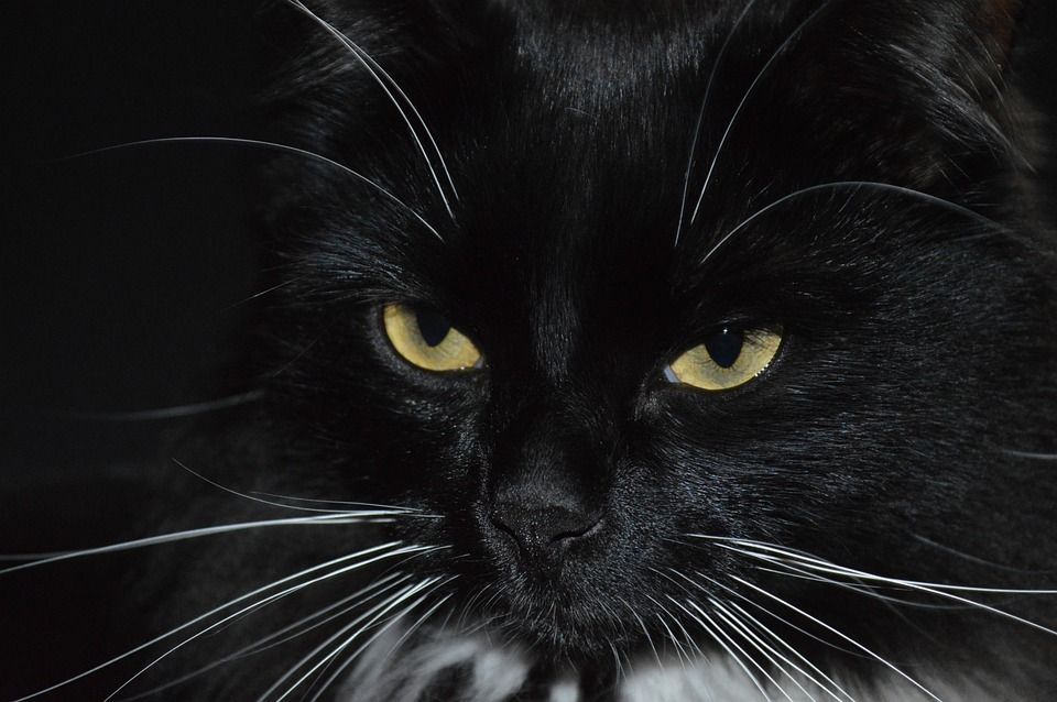 猫, 黑色的猫, 猫的眼睛, 眼睛