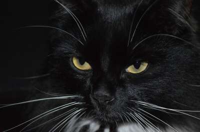 猫 黑色的猫 猫的眼睛 眼睛
