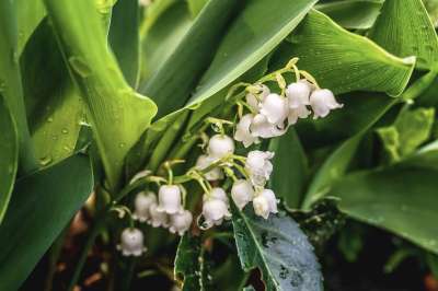 山谷里的百合 花 春天 香味 新鲜 雨滴 雨 滴 拖放水的