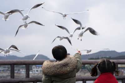 孩子 玩笑 海鸥 可爱的 海洋 儿童 小吃 诱惑