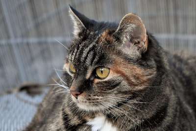 猫 动物 鲭鱼 家畜 肖像 家猫 猫眼 可爱的 头 动物肖像