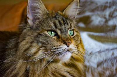 动物 可爱的 猫 哺乳动物 肖像 家畜 缅因浣熊