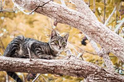 猫 虎斑猫 枝杈 树 宠物 动物 国内的猫 猫科动物 哺乳动物