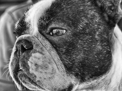 法国斗牛犬 狗 吉祥物 投标 看 朋友
