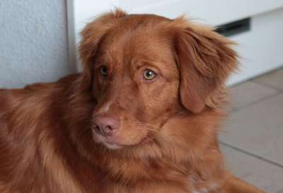 小狗 新斯科舍鸭收费猎犬 收银员 宠物 犬类 狗 动物