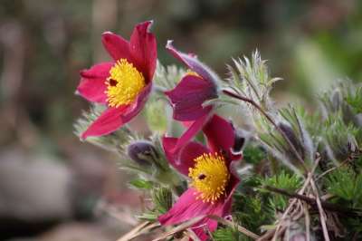白蜡花 Pasque 花 开花 紫色 黄色 雄蕊 花瓣 春天