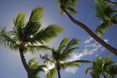 Dom代表 多米尼加共和国 加勒比海 假期 太阳 梦想假期 棕榈树