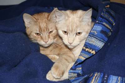 猫 家猫 欧洲短毛 Ekh 红鲐鱼鱼骨 动物 哺乳动物 猫科