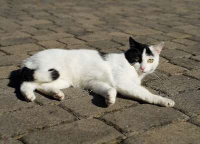 猫 家猫 女性 家畜 小猫 亲爱的 动物 肖像 关闭 放松