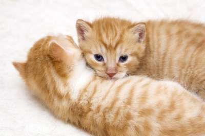 猫 动物 可爱 甜的 小猫 俏皮的