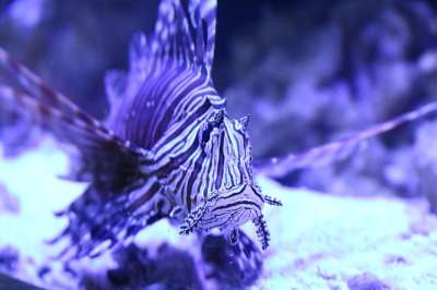 狮子 狮子鱼 鱼 水族馆