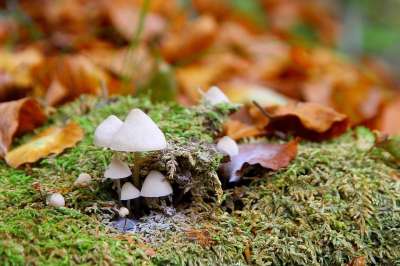 蘑菇 森林 落下 苔藓 森林蘑菇 森林地面 迷你蘑菇 树叶
