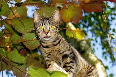 猫 爬 树 野生动物 看法 家猫 打猎 淘气 可爱的 鲭鱼
