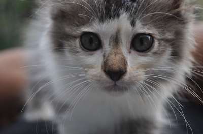 猫 可爱的 小猫 宠物 基蒂 动物 猫科动物 甜的 国内的