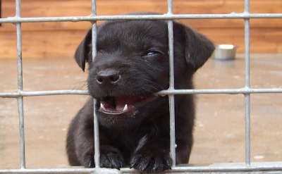 狗 小狗 动物 宠物 犬类 纯种 品种 哺乳动物 伴侣 笨蛋