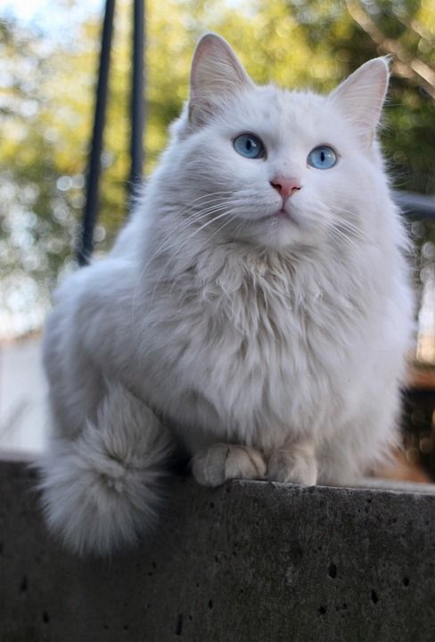 动物 哺乳动物 猫 基蒂 毛茸茸的 猫科动物 宠物 物种 胡须