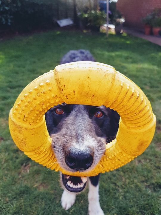 狗 户外 犬类 肖像 黄色 玩具 边境牧羊犬