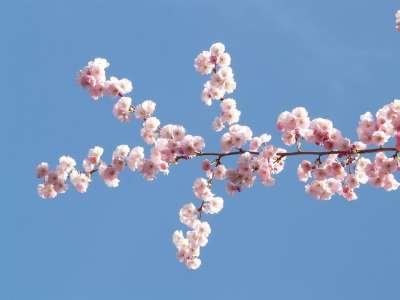 观赏樱桃 开花 粉色的 日本樱桃 樱花 科 丰富 春天 天堂