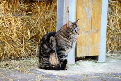 猫 家畜 动物 家猫 小猫 看法 毛皮 野生动物 农场院子