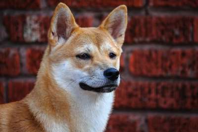 狗 小狗 宠物 动物 可爱的 犬类 哺乳动物 品种 柴 犬