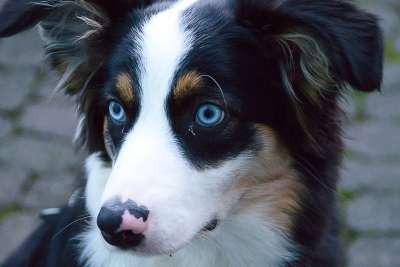 澳大利亚牧羊犬 狗 宠物 犬类 动物 毛皮 鼻子 哺乳动物