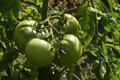 番茄 绿色西红柿 植物 蔬菜 水果 生 未成熟的 灌木 花园
