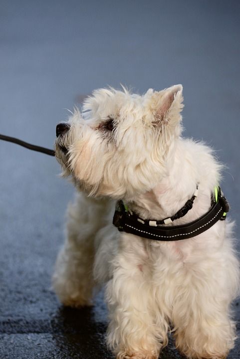 梗犬 西高地梗 白色的小猎犬 狗 动物 家畜 可爱的 西式 纯种