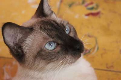 猫 蓝色 美 猫科动物 吉祥物 看 蓝色的 眼睛 可爱的小猫