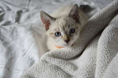 动物 猫 小猫 猫科动物 哺乳动物 宠物 胡须
