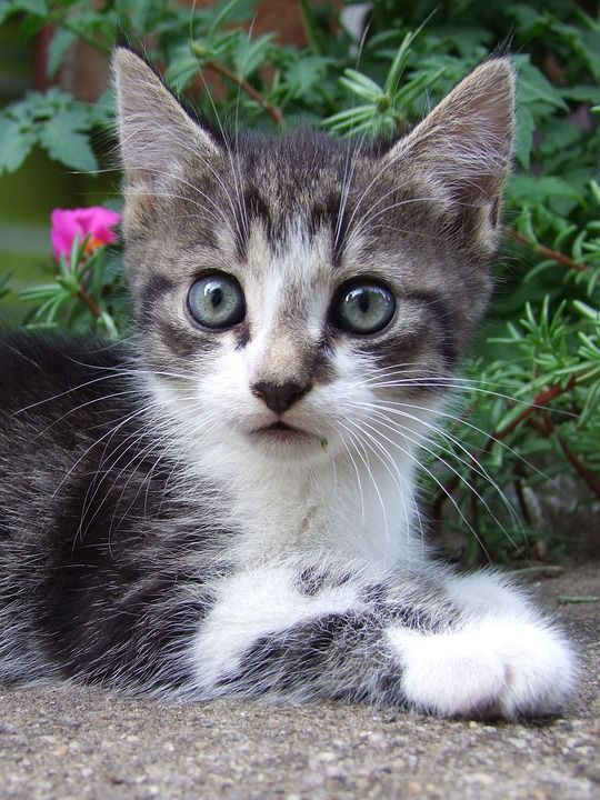 小猫 猫 动物 宠物 家猫 想知道