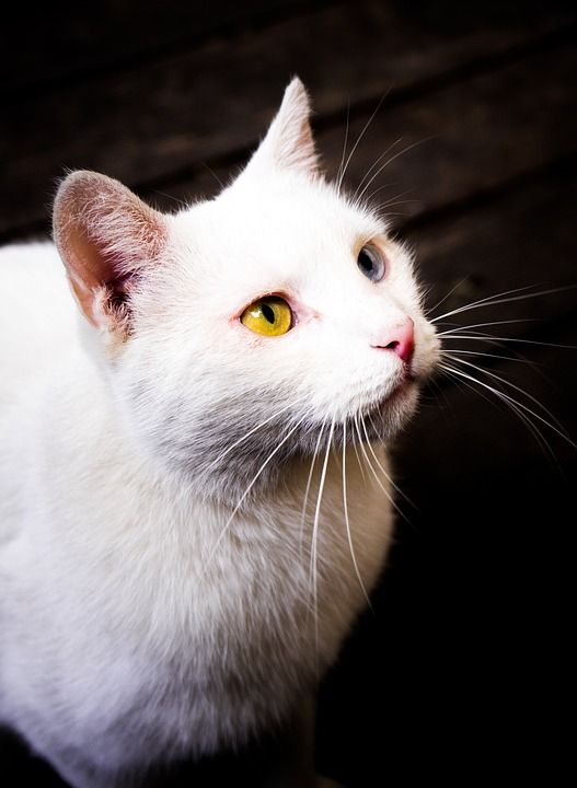 猫 国内的猫 异色症 国内动物 动物 动物群 野生动物 小猫