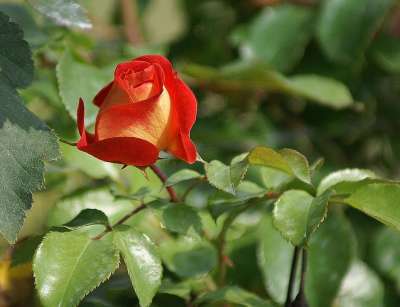 玫瑰 红色 太阳 阳光明媚 活 茶 灌木 花园 花 秋天