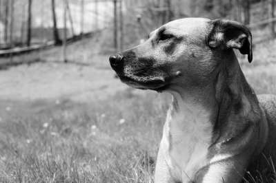黑和白 狗 救援犬 灰狗