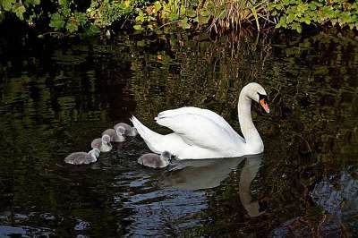 天鹅 鸟 Cygnets 婴儿 年轻 野生动物 自然 家庭 水