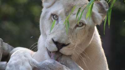 狮子 猫 爪子 吃下去 食肉动物 捕食者 哺乳动物 苹果浏览器