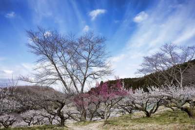 梅花 粉色 春天 天空 白色的花 红色花朵 白梅 早春的花 日本