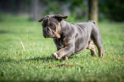 小狗 斗牛犬 狗 可爱的