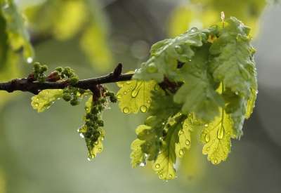 花 橡木 雨 杂志 木头 水滴 春天 花序