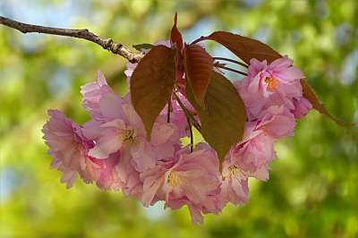 树 开花 日本樱桃 梅花 粉色的 春天