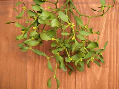 槲寄生 枝 假期 植物 节日快乐 绿色 性质