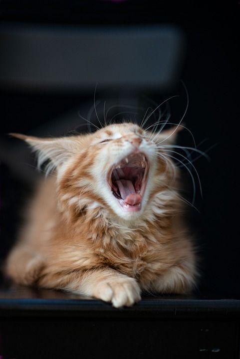 小猫 打哈欠 红缅因猫小猫 缅因库恩 可爱的 宠物 毛皮 小的