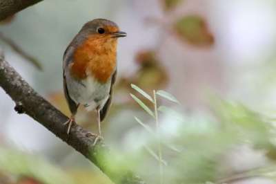 知更鸟 罗宾 鸣禽 鸟 Erithacus Rubecula 小小鸟